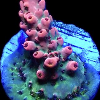 WYSIWYG 9H Raspberry Bali Shortcake Acropora Frag