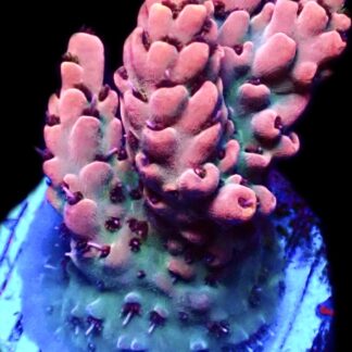 WYSIWYG 12D Raspberry Bali Shortcake Acropora Frag Large