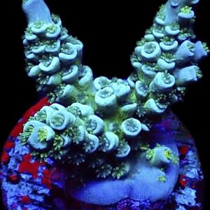 WYSIWYG 11G Blue Azure Acropora Tenius