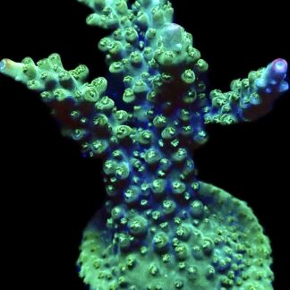 WYSIWYG 16H Rainbow Staghorn Acropora Large
