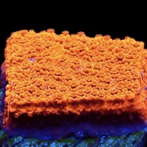 WYSIWYG 23B M.O.C. Sherbet Fizz Montipora Frag