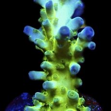 WYSIWYG 10H Violet Venom Acropora Frag Extra Large