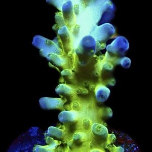 WYSIWYG 10H Violet Venom Acropora Frag Extra Large