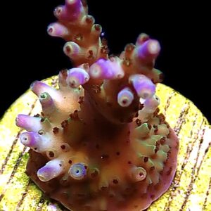 WYSIWYG M40 Pearlberry Acropora