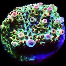 WYSIWYG 20G Bill Murray Acropora Frag