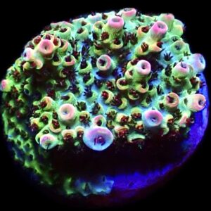 WYSIWYG 20G Bill Murray Acropora Frag