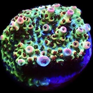 WYSIWYG 20G Bill Murray Acropora Frag