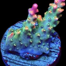 WYSIWYG 23C Rainbow Paletta Acropora