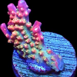 WYSIWYG 23G Rainbow Paletta Acropora
