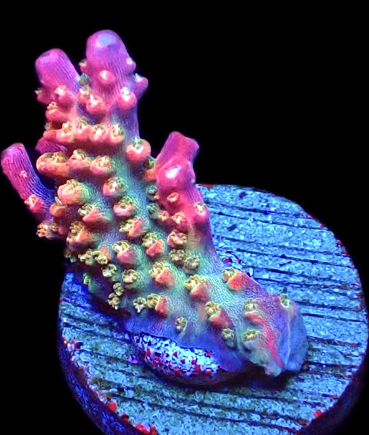 WYSIWYG 23G Rainbow Paletta Acropora