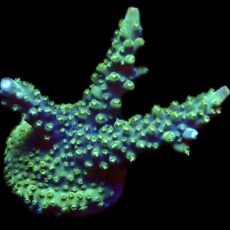 WYSIWYG 22F Rainbow Staghorn Acropora Large