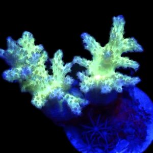 WYSIWYG Neon Finger Leather Soft Coral Colony A4