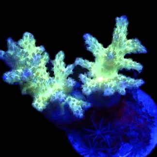 WYSIWYG Neon Finger Leather Soft Coral Colony A4
