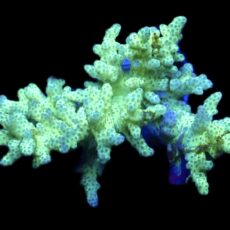 WYSIWYG Neon Finger Leather Soft Coral Colony A8