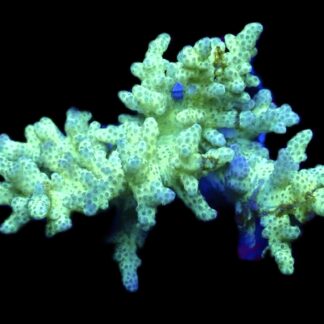 WYSIWYG Neon Finger Leather Soft Coral Colony A8