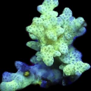 WYSIWYG Neon Finger Leather Soft Coral Colony A5