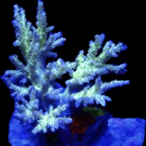 WYSIWYG Neon Finger Leather Soft Coral Colony A3