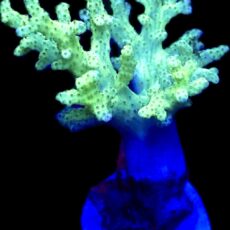 WYSIWYG Neon Finger Leather Soft Coral Colony A6