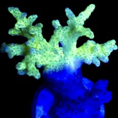 WYSIWYG Neon Finger Leather Soft Coral Colony A7