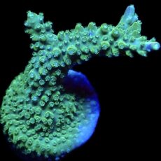 WYSIWYG 21D Rainbow Staghorn Acropora Large