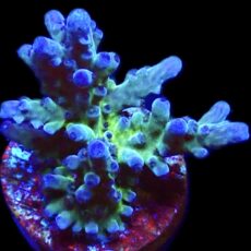 WYSIWYG 19G Electric Miyagi Tort Acropora Frag