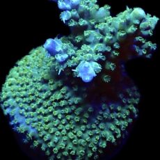 WYSIWYG 22F Rainbow Staghorn Acropora