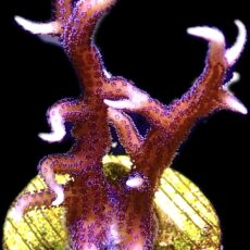 WYSIWYG 12H Bright Pink Hysterix Frag