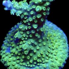 WYSIWYG 14F Rainbow Staghorn Acropora