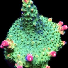 WYSIWYG 15F Krakatoa Acropora Frag
