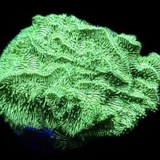 WYSIWYG 9E Ultra Metallic Scrolling Pavona Frag Large