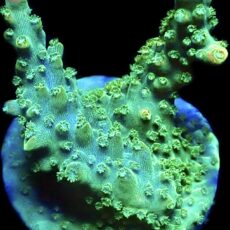 WYSIWYG 10H Rainbow Staghorn Acropora