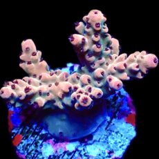 WYSIWYG 12i Raspberry Bali Shortcake Acropora Frag