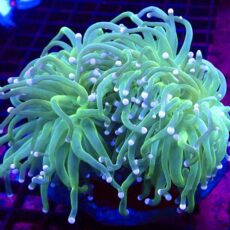 WYSIWYG Cotton Candy Torch Euphyllia Colony 1