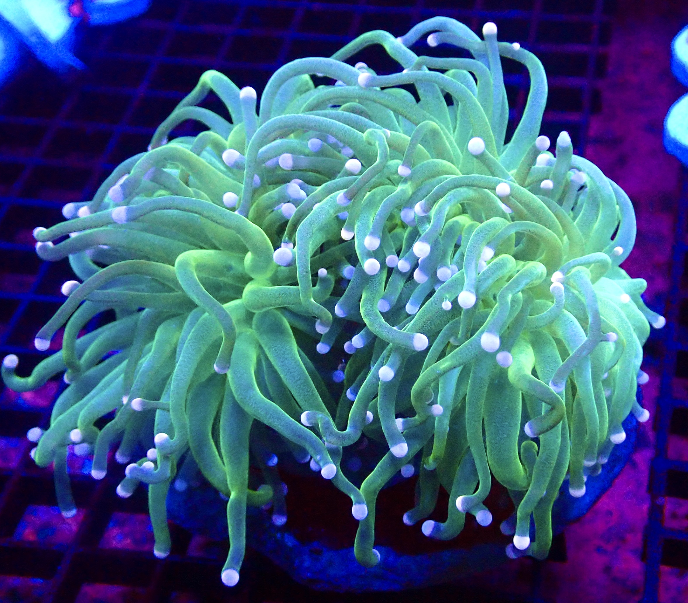 WYSIWYG Cotton Candy Torch Euphyllia Colony 1