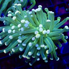 WYSIWYG Cotton Candy Torch Euphyllia 2