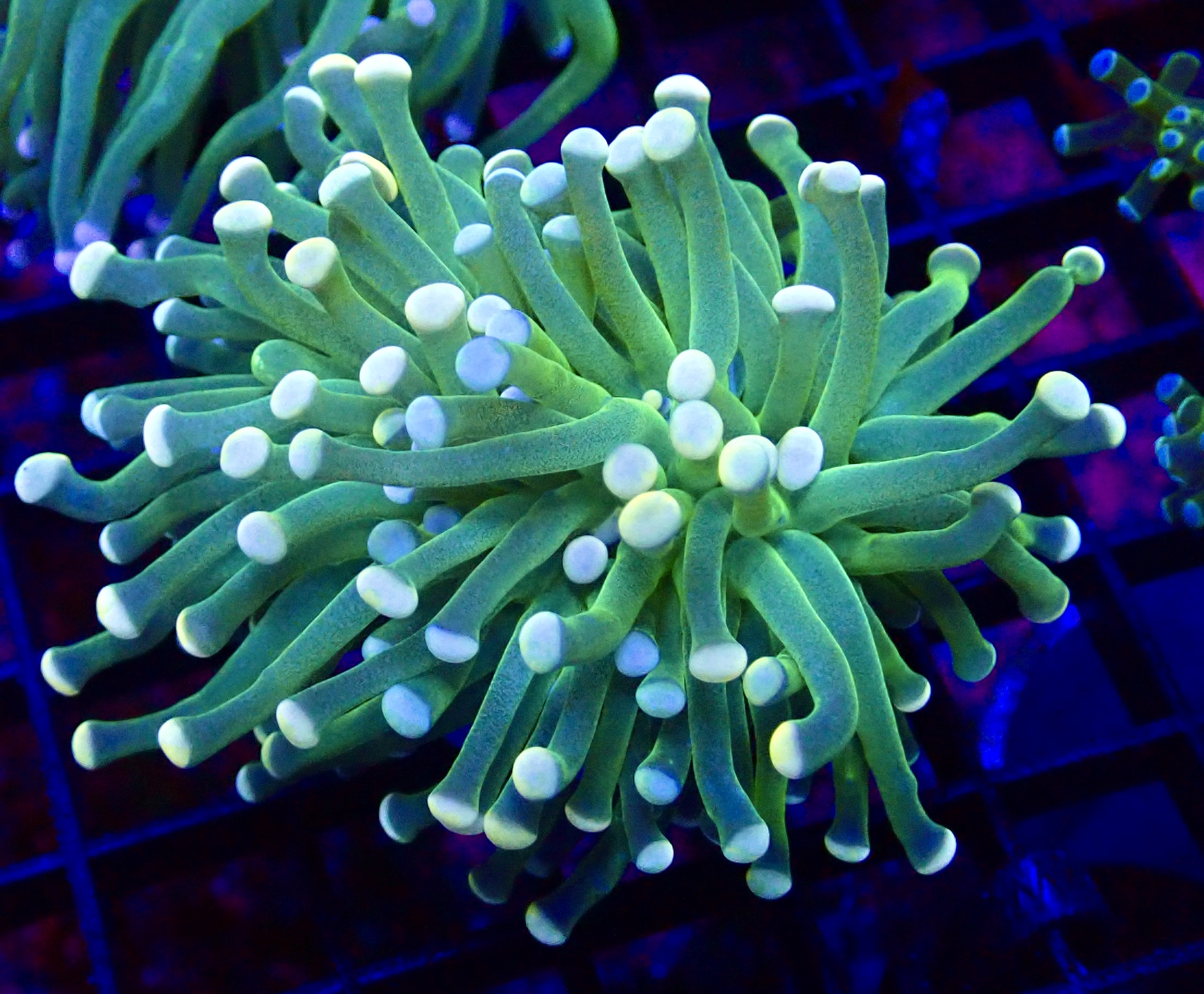 WYSIWYG Cotton Candy Torch Euphyllia 2
