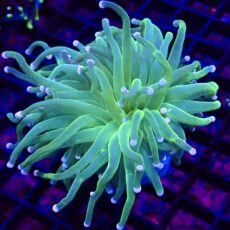 WYSIWYG Cotton Candy Torch Euphyllia 3