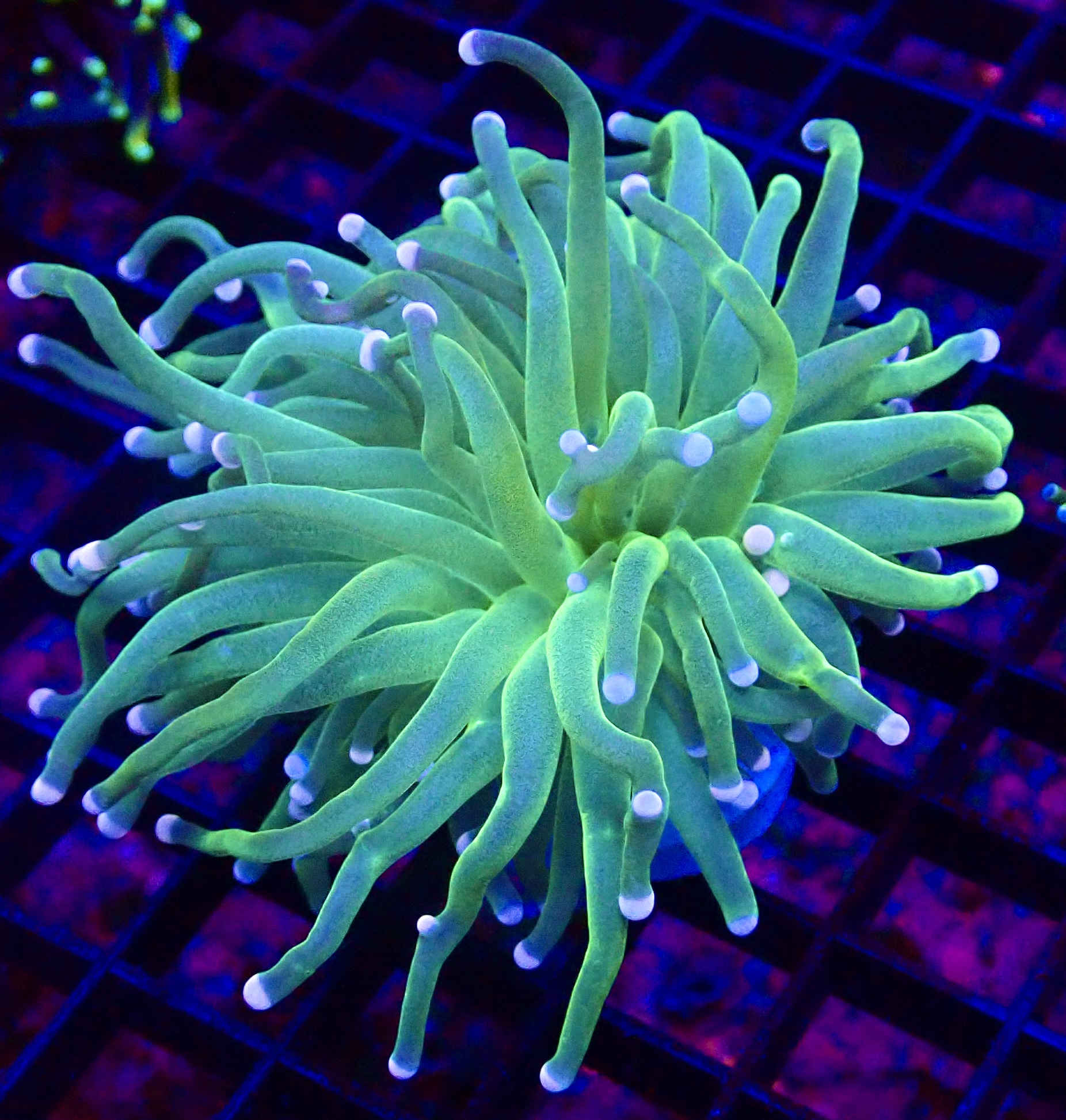 WYSIWYG Cotton Candy Torch Euphyllia 3