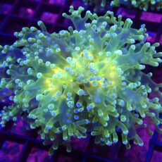 WYSIWYG Atomic Glow Frogspawn 5