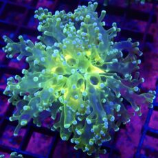 WYSIWYG Atomic Glow Frogspawn 6