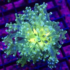 WYSIWYG Atomic Glow Frogspawn 7