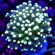 WYSIWYG Lime/Orange Euphyllia Cristata 9