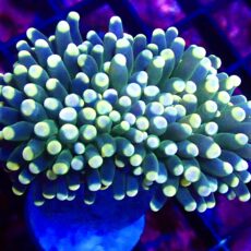 WYSIWYG Lime/Orange Euphyllia Cristata 10