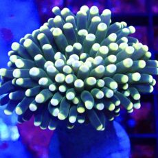 WYSIWYG Lime/Orange Euphyllia Cristata 11