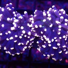WYSIWYG Atomic Pink Tipped Joker Torch Euphyllia Double 12