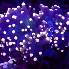 WYSIWYG Atomic Pink Tipped Joker Torch Euphyllia 13