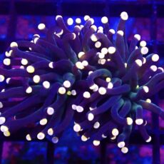 WYSIWYG Bright Orange Tip Joker Torch Euphyllia Double Head 15