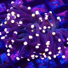 WYSIWYG Bright Orange Tip Joker Torch Euphyllia 17