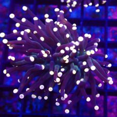 WYSIWYG Bright Orange Tip Joker Torch Euphyllia Double Head 16