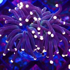 WYSIWYG Bright Orange Tip Joker Torch Euphyllia 18